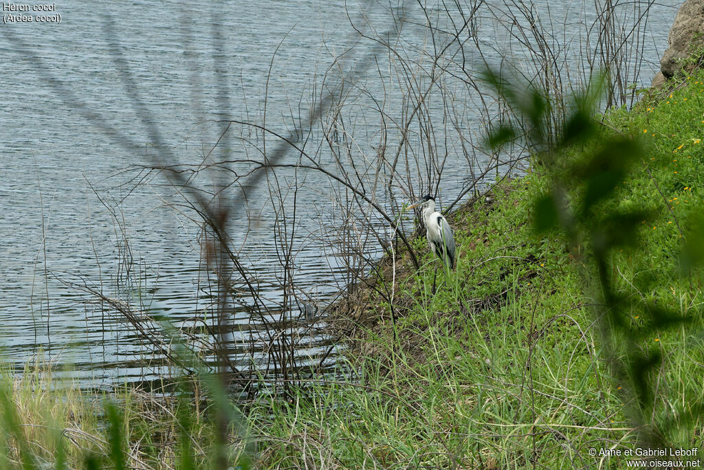 Cocoi Heron