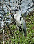 Cocoi Heron