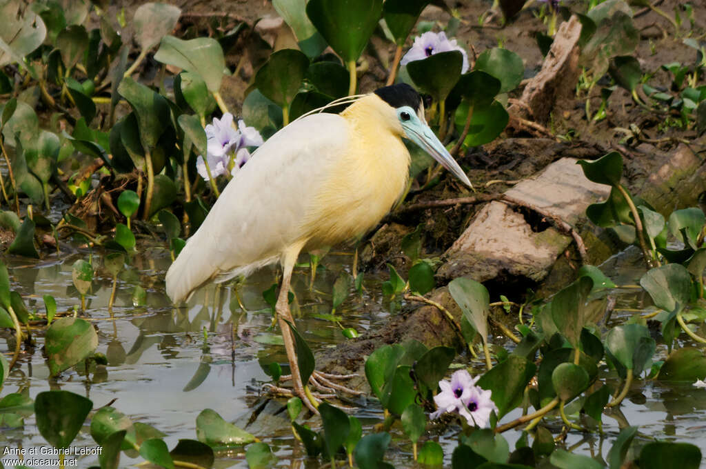 Capped Heronadult, identification