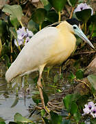 Capped Heron