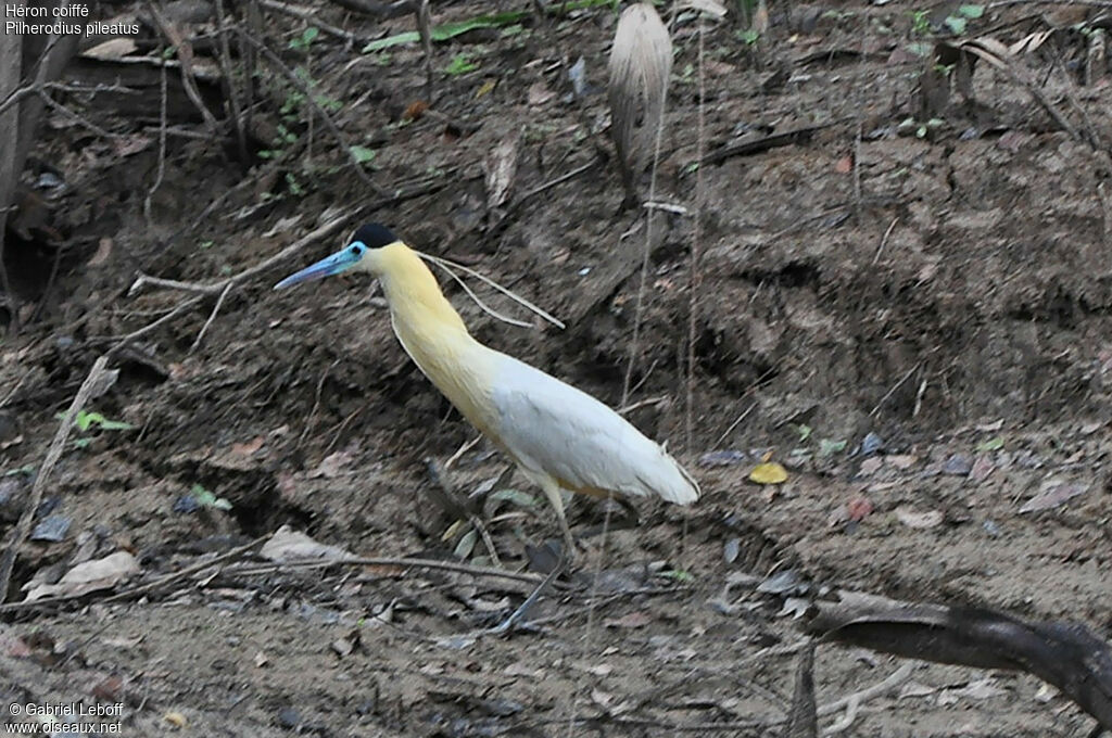 Capped Heron