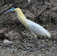 Capped Heron