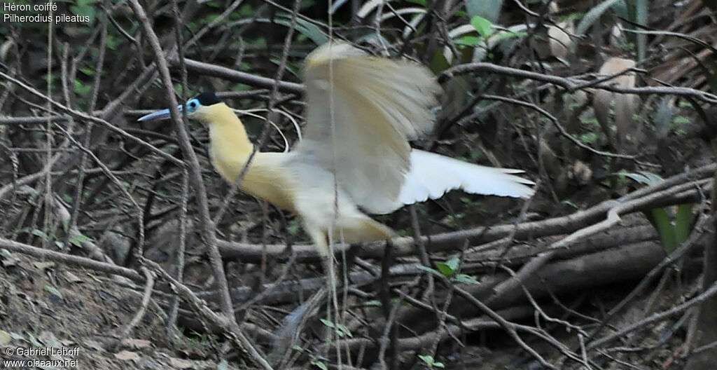 Capped Heron