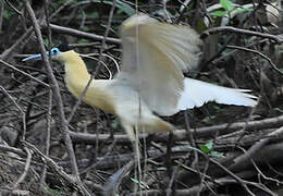 Capped Heron