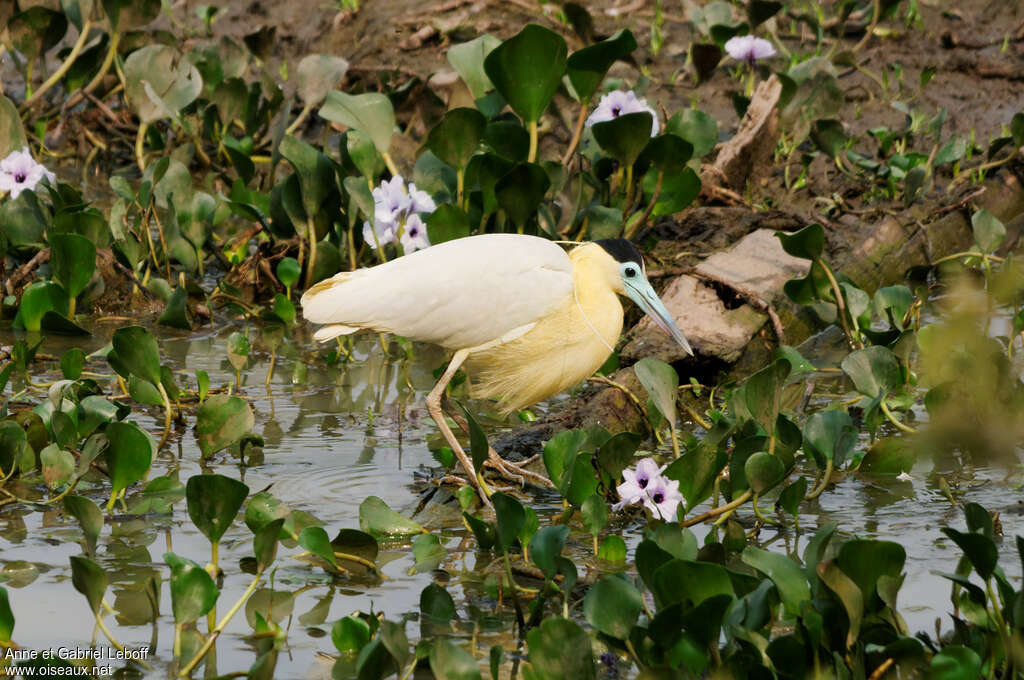 Héron coifféadulte, habitat, pêche/chasse