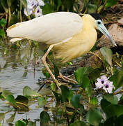 Capped Heron