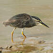 Héron des mangroves