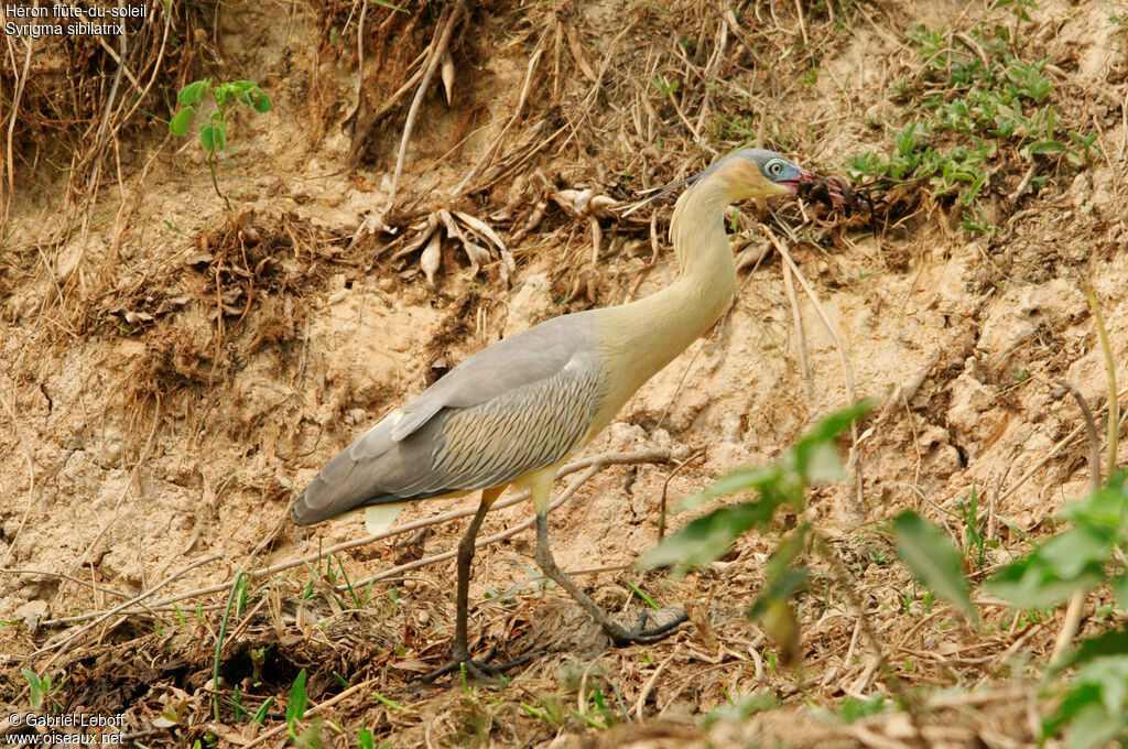 Whistling Heron