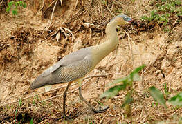 Whistling Heron