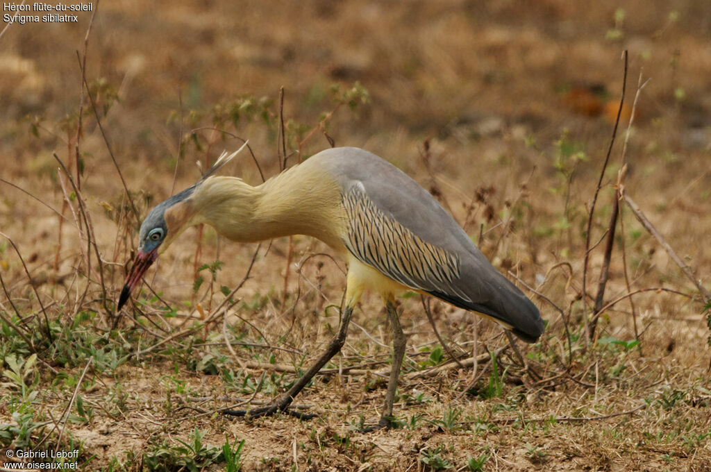 Whistling Heron