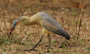 Whistling Heron