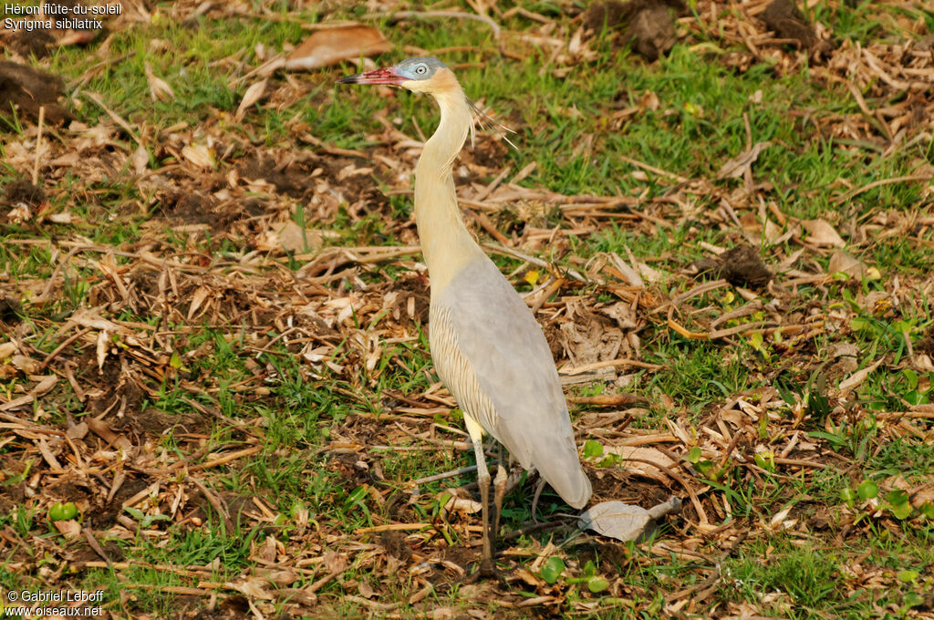 Whistling Heron