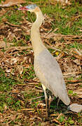 Whistling Heron