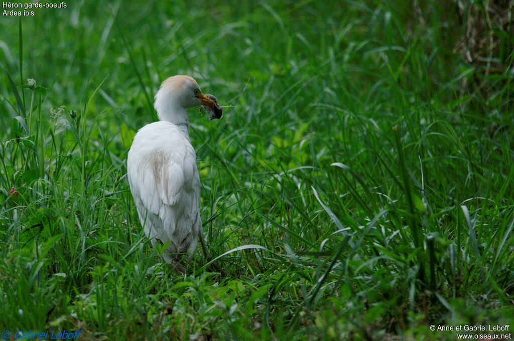 Western Cattle Egret