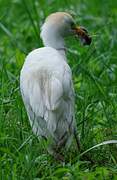 Western Cattle Egret