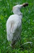 Western Cattle Egret