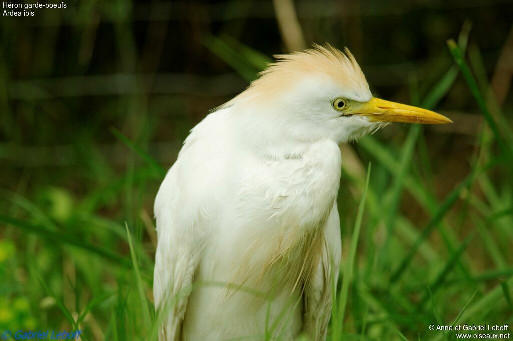 Western Cattle Egret