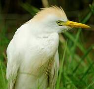 Western Cattle Egret