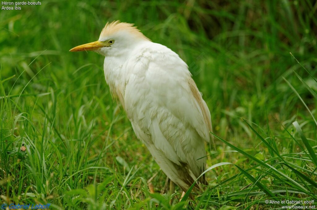 Western Cattle Egret