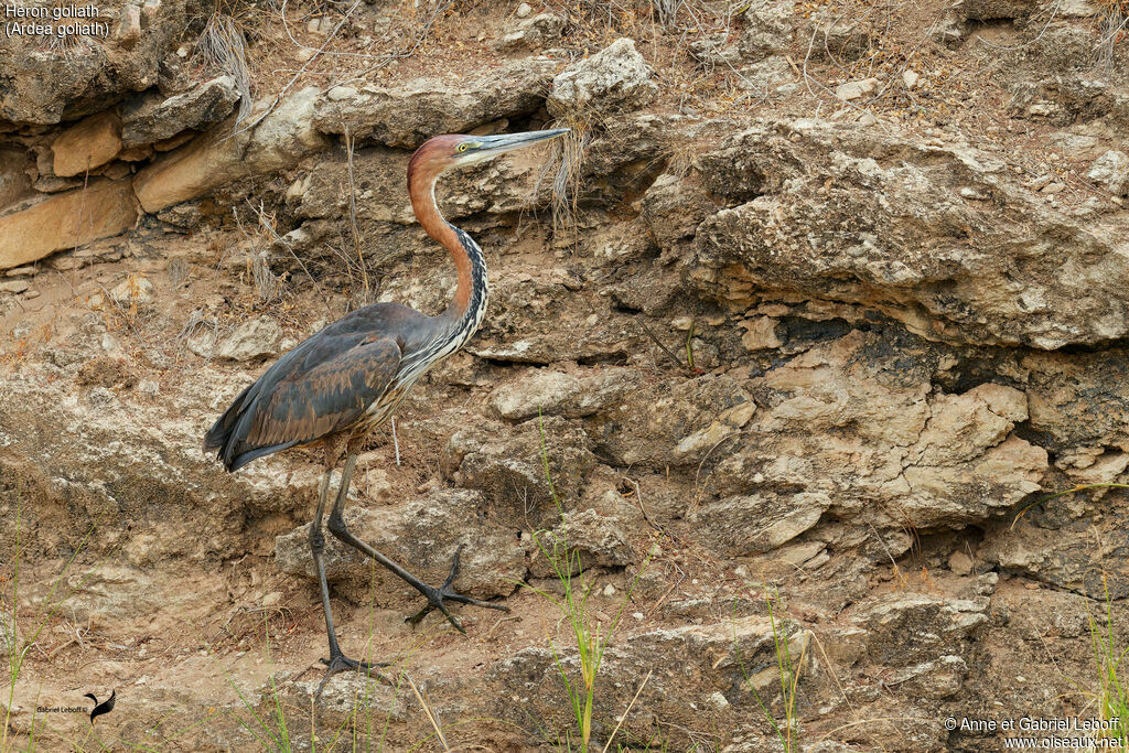Goliath Heron