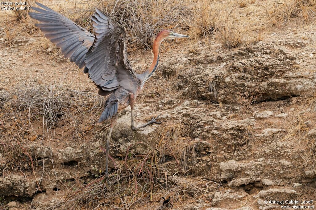 Goliath Heron