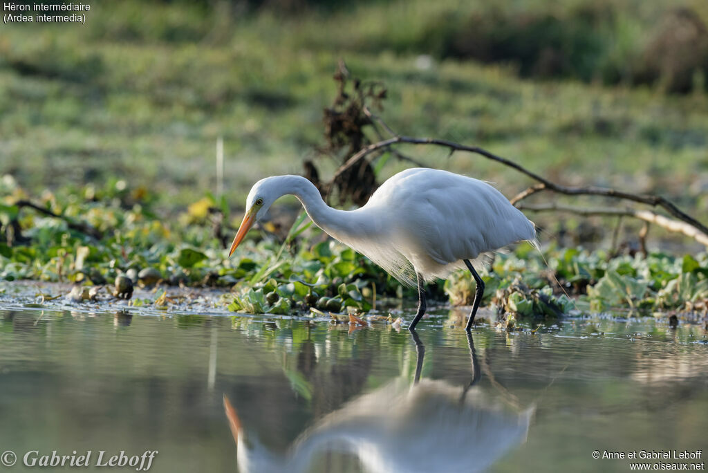 Medium Egret