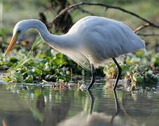 Medium Egret