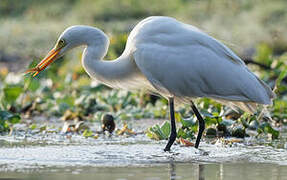 Medium Egret