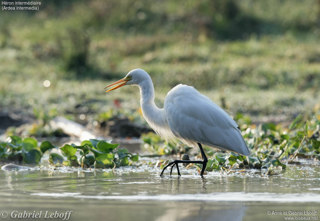 Medium Egret