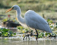 Medium Egret