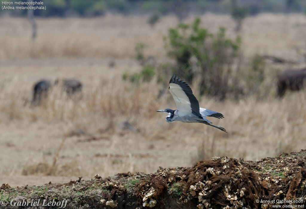 Black-headed Heron, Flight