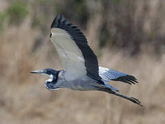 Black-headed Heron