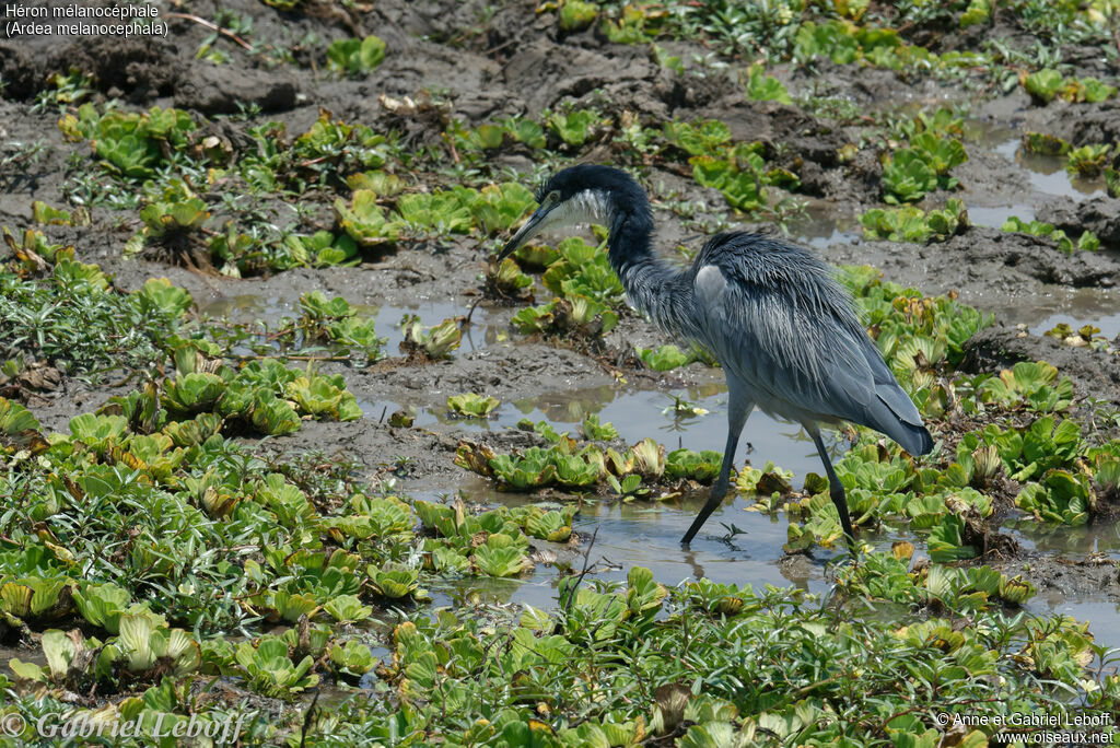 Black-headed Heron