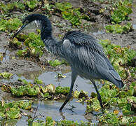 Black-headed Heron