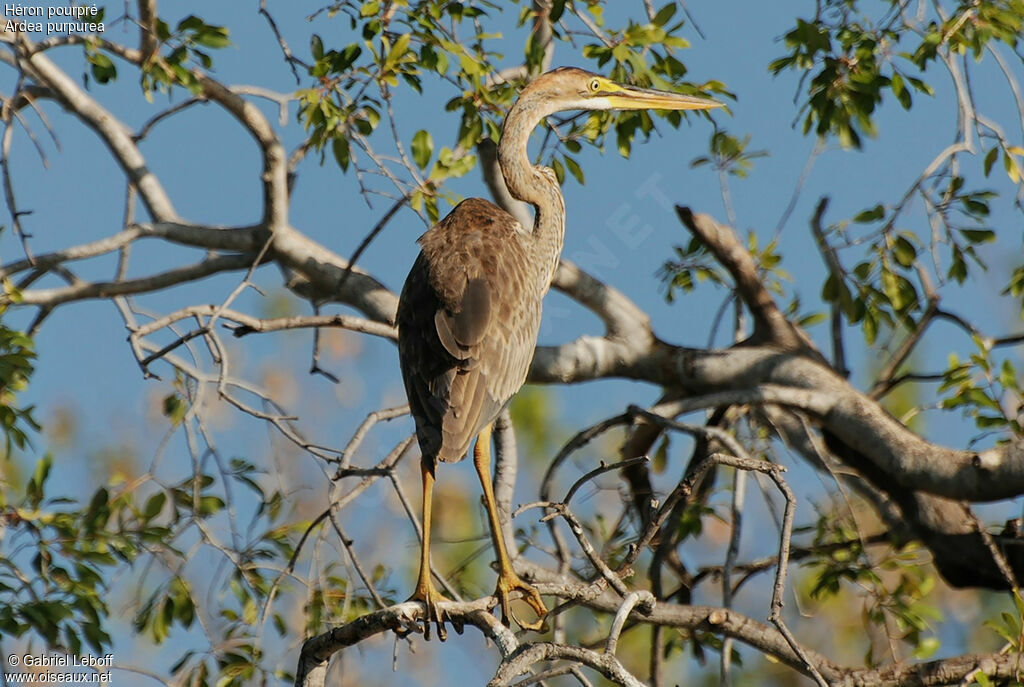 Purple Heron