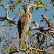 Purple Heron