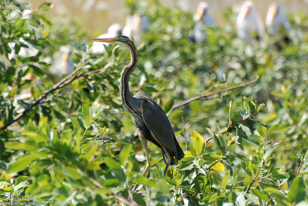 Purple Heron