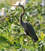 Purple Heron