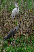 Purple Heron