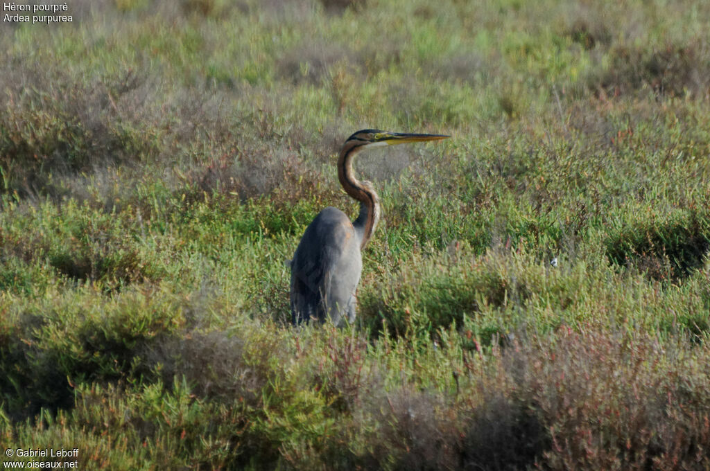 Purple Heron