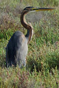 Purple Heron