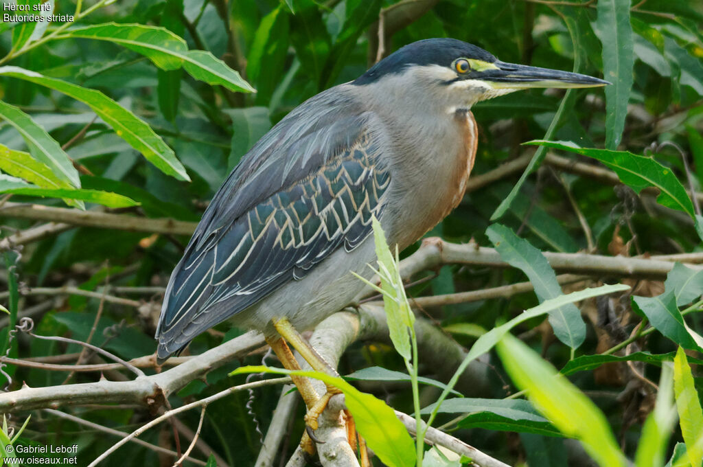 Striated Heron