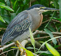 Striated Heron