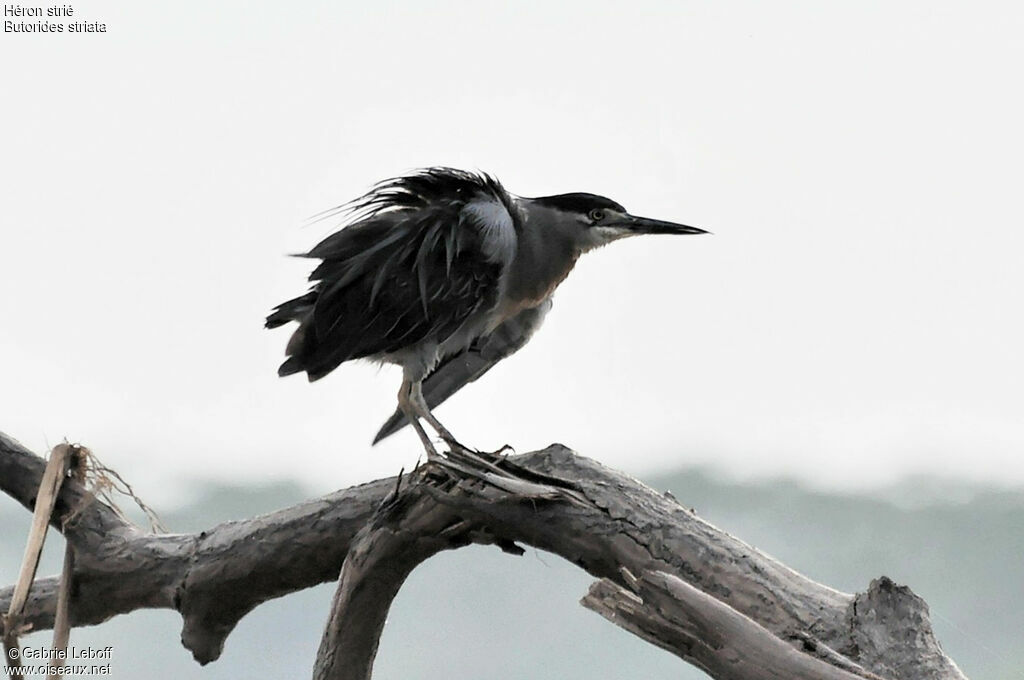 Striated Heron