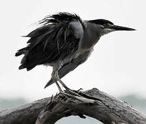 Striated Heron