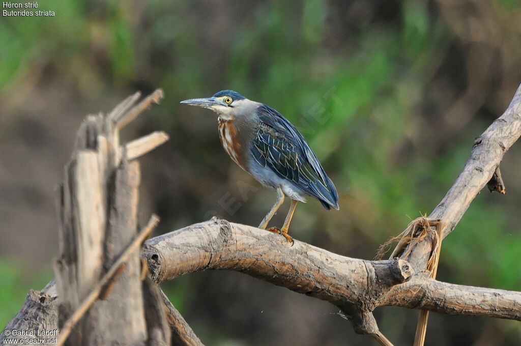 Striated Heron