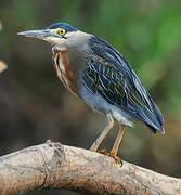 Striated Heron