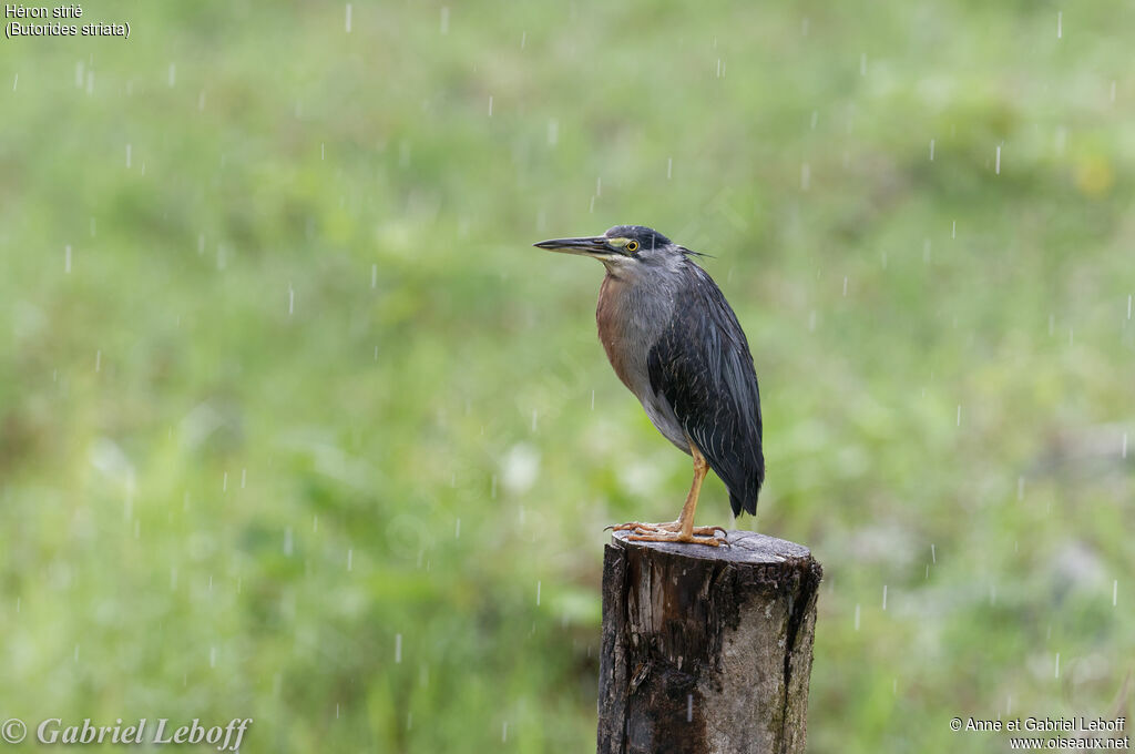 Striated Heron