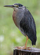 Striated Heron