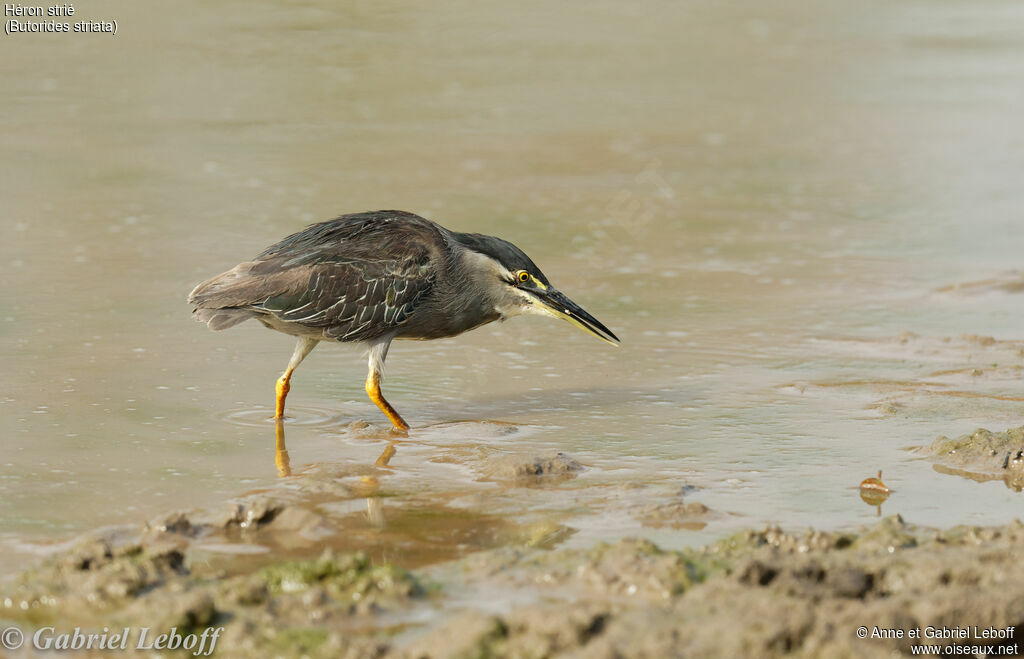 Striated Heron